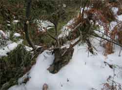 Una cabeza de un venado que pereció entre la nieve