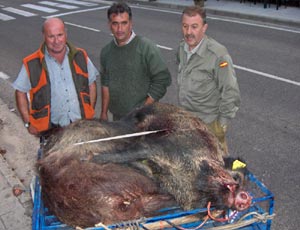 Aquilino y Chico, flanqueados por Chucho, con dos de los tres jabalís abatidos