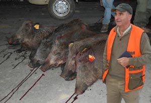 Así de radiante estaba Tasio junto a cinco  jabalís de los ocho que se cobraron en Bicobres Sur