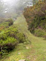 Cordancas, donde se puede apreciar la espesura del monte