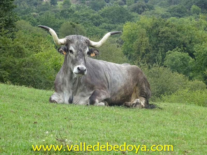 vbuey1